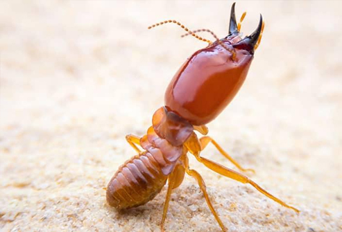 TERMITE CONTROL